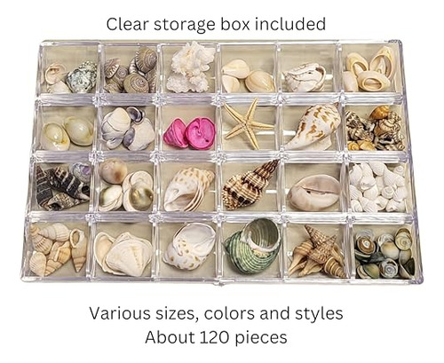 Colección De Conchas Marinas - Varias Variedades De Conchas