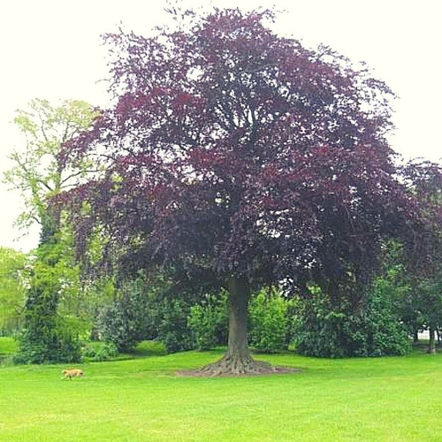 Haya Roja Árbol Ornamental Sylvatica Puroure Xl Grande 2 M