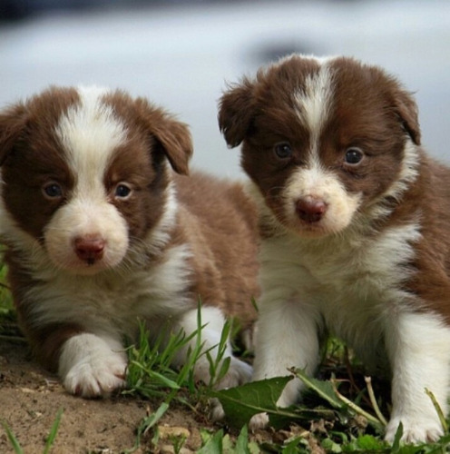 Cachorros Border Collie Manto Rojo Machos