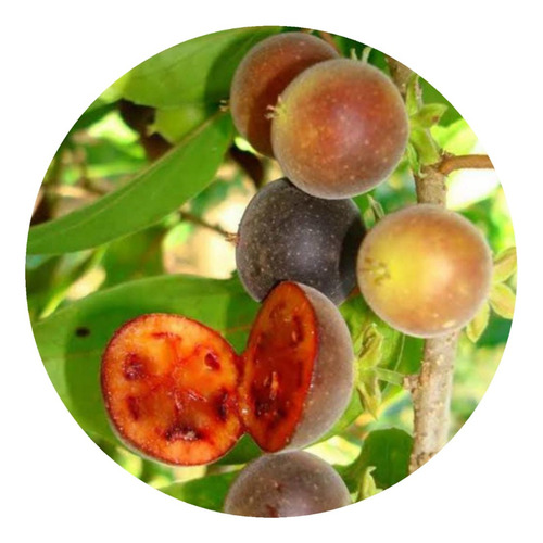 Mudas De Doviales Doce (dovyalis)