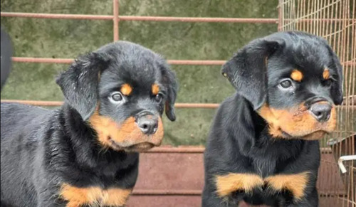 Rottweiler Cachorros Seleccionados Hermosos 