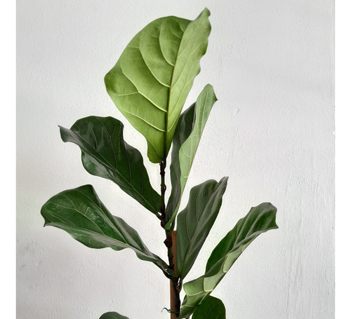 Combo Ficus Lyrata Pandurata + Maceta Gota Mate N36 Lisa 