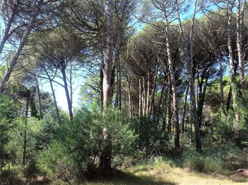 Imagen 6 de 12 de Impresionante Lote En Cariló