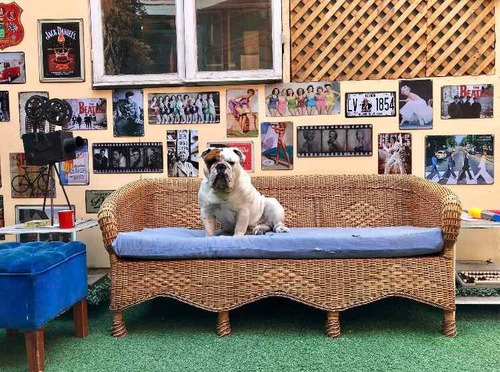 Bulldog Inglés Inscrito Kcc Busca Novia.