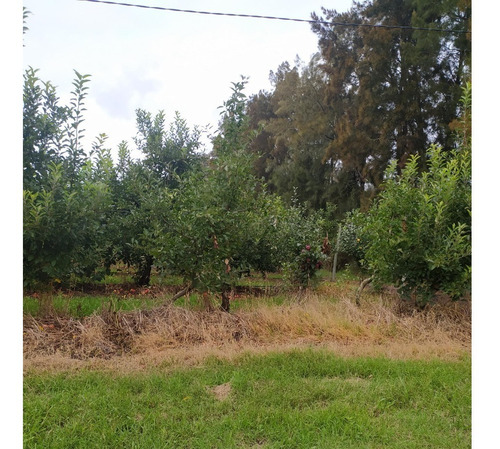Imagen 6 de 12 de Vendo Linda Chacra Para Vivienda Permante Con Frutales Riego, Financio 50 %!!!!!!
