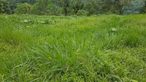 Bonita Finca De 168 Has En Yanayacu - La Troncal - Cañar