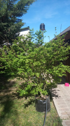 Imagen 3 de 6 de Arbol Acer Palmatum Ejemplar Unico 50lts