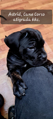 Cane Corso Negro De 2 Meses.