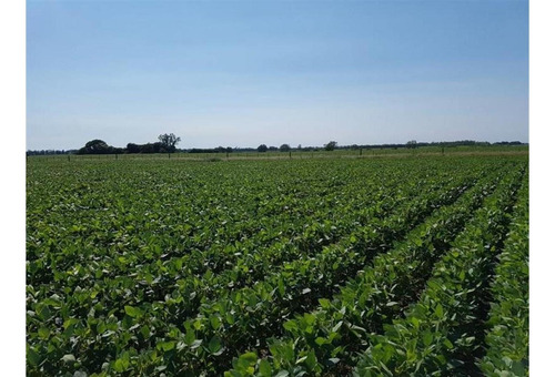 Imagen 3 de 10 de Campo En Ramallo 12 Has