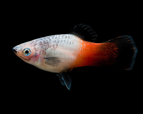 Peces Platy Tricolor   Acuarios En Casa  