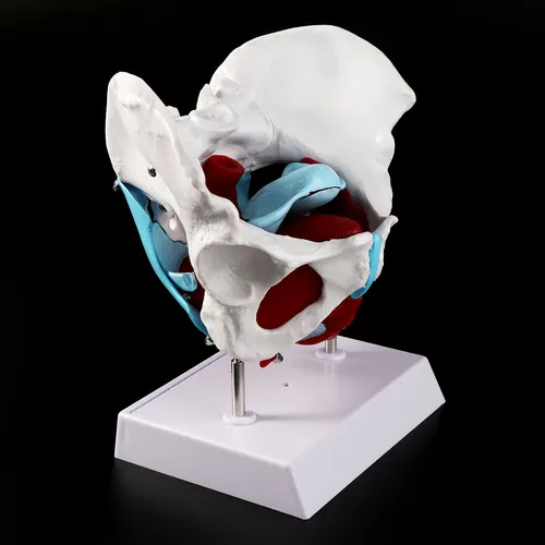 Modelo De Músculo Pélvico De La Pelvis Femenina, Útero, Ovar
