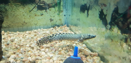 Pez Dragón Polypterus Ornatipinnis 7 Cm