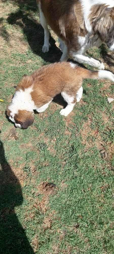Imagen 4 de 4 de Cachorro San Bernardo