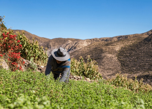Etnia Oregano Del Altiplano Cosecha Aymara Natural 35 Grs