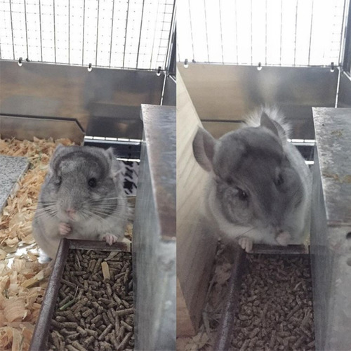 Imagen 3 de 9 de Alimento Chinchilla Mezcla Especial Balanceado Promo 3 Kg
