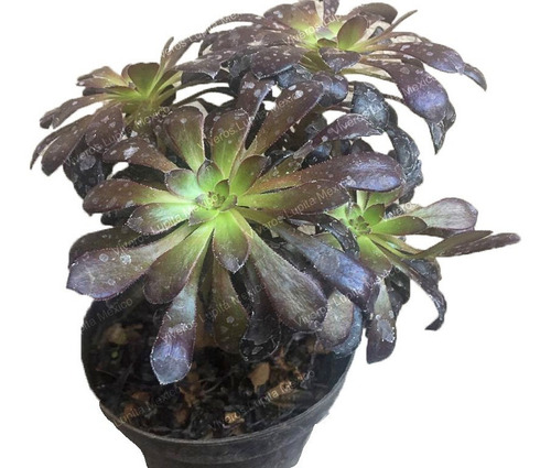 Imagen 5 de 9 de Suculenta De Colección Rosa Negra 4 Ramas (solo Cdmx)