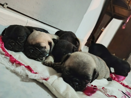 Cachorros Pug Carlino