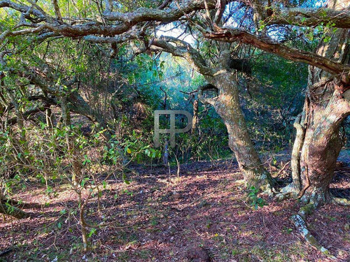 Imagen 6 de 13 de Campo En Venta Garzon 18 Has #1699