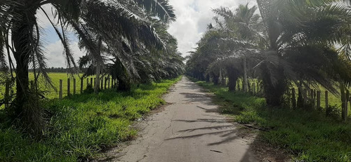 Imagen 4 de 27 de Se Vende Finca El Maitero Via El Sur De Monagas Ve02-1098vs-mtru
