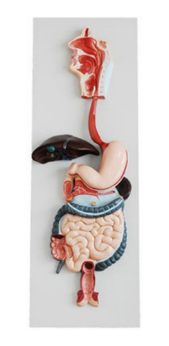 Modelo Anatomico Sistema Digestivo