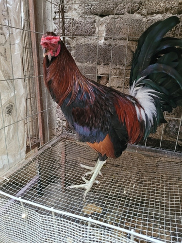 Gallos De Pelea Finos (Usado)