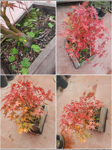 Bonsai De Acer Palmatum Deshojo - Arce Japones Deshojo Japon