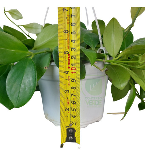 Planta Lápiz Labial