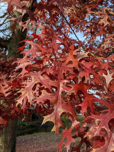 Semillas De Quercus Palustris