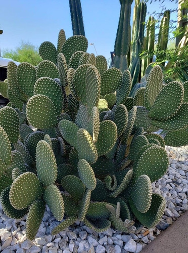 Planta Cactus Opuntia, Alas De Ángel, Orejas De Conejo Nopal