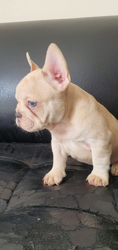 Bulldog Frances Lilac At Precio En Medellín Bogotá