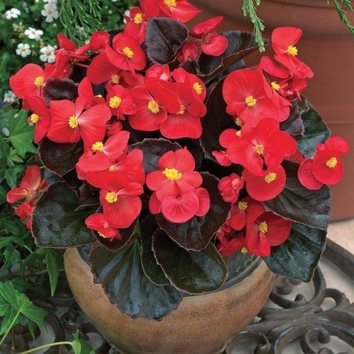 15 Semente Begonia Flor Jardim Flores Planta Linda Sala A C | MercadoLivre