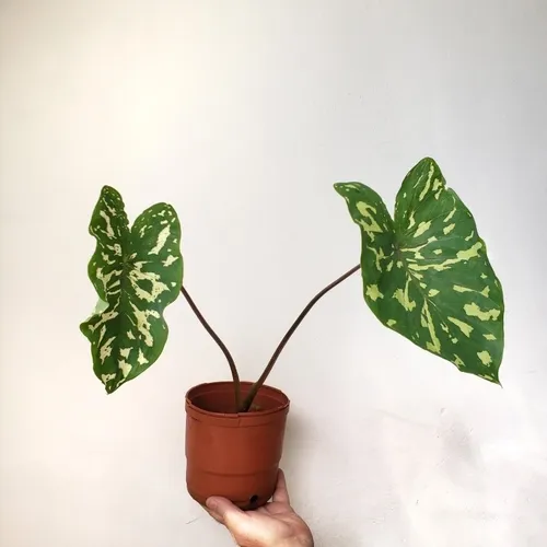 Alocasia Hilo Beauty