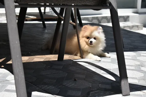 comprar Pomerania Macho Pedigree Internacional Fcm 9 Meses De Edad