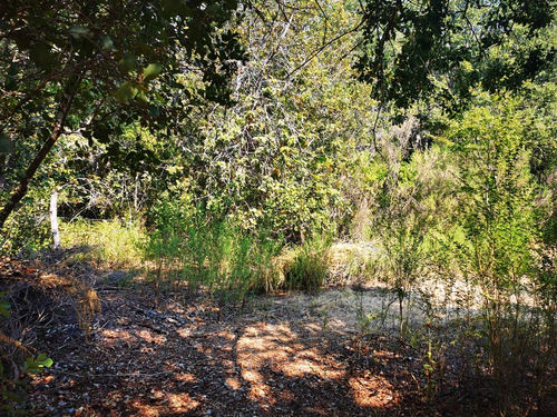 Sitio En Venta En Pelluhue