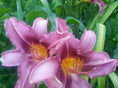 Lirio De Un Dia. Hemerocallis. Combo 10 Plantas | MercadoLibre