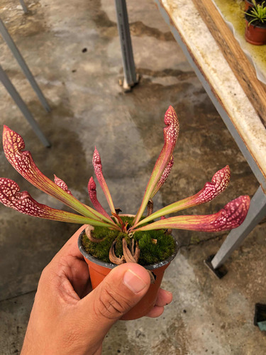 Nepenthes Hookeriana Más Scarlett Y Drosera Binata