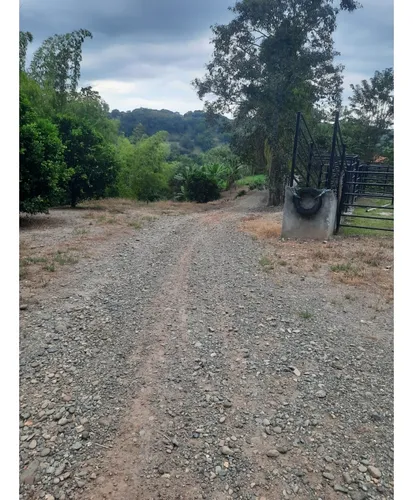 Venta Finca La Tebaida Cultivada En Pasto - 40 Cuadras