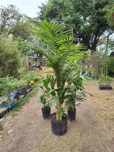 Palmera Real Seaforthia Elegans, 2 Metros, 30 Litros