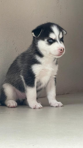 Imagen 1 de 6 de Cachorros Husky Siberianos Buena Genética