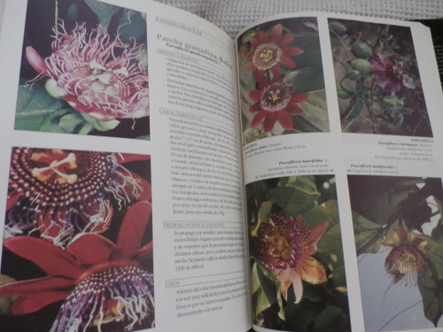 Plantas Tropicales Ornamentales. Jesus Hoyos