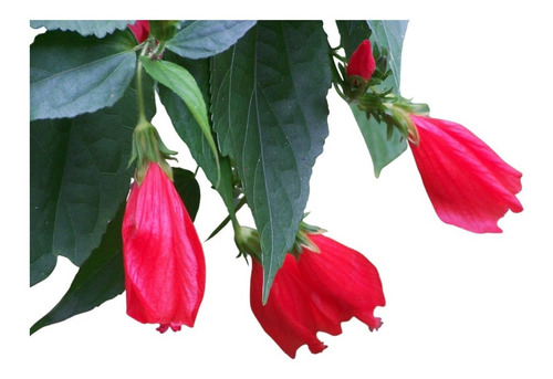 Planta De Malvaviscus O Flor Canaria Arbusto Floral