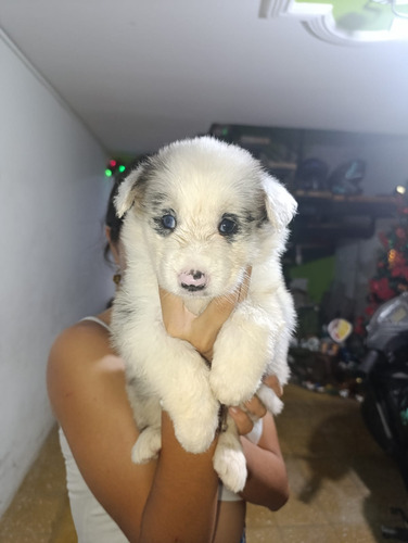 Border Collie Blue Merle Y Sable Tradicional