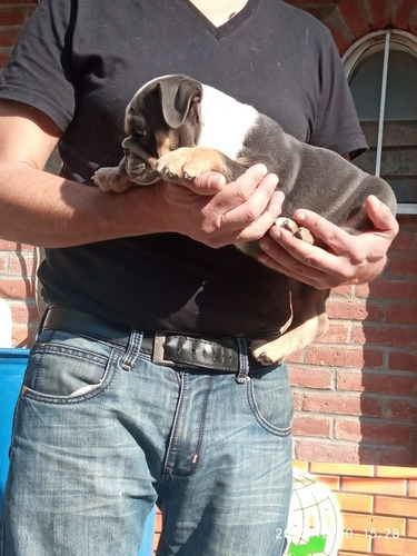 Imagen 8 de 9 de Bulldog Ingles