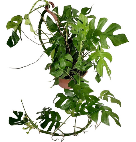 Mini Costela De Adão Philodendron Minima C21 Planta Natural