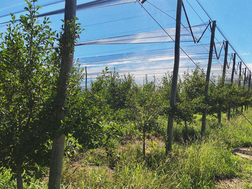 Finca Premium De Ciruelas Dagen Con Infraestructura De Alta Tecnología Cuadro Benegas San Rafael