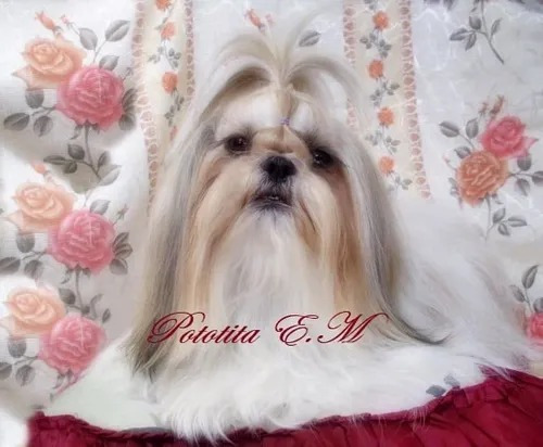 Shitzu Shih Tzu Shihtzu Mini 350 Pureza Garantizada