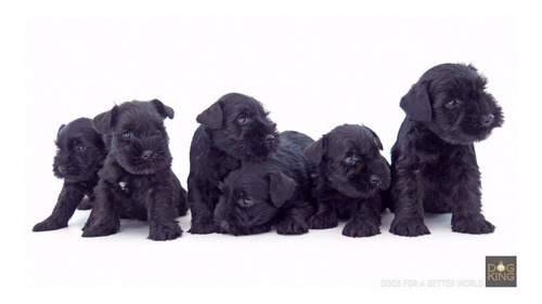 Schnauzer Miniatura Entrega Inmediata Tenemos Machos/hembras