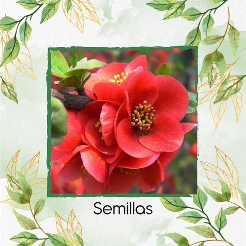 8.000 Semillas De Flor Begonia Pichón + Obsequio Germinación