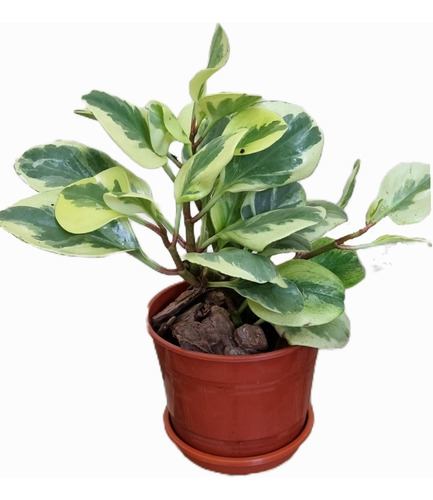 Planta Peperomia Variegada Maceta N*14 //bowl  N*18 