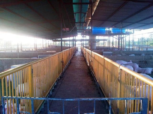 Imagen 5 de 14 de Venta De Finca Porcina En Produccion Para Inversionistas